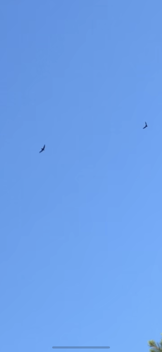 Chimney Swift - ML238655551