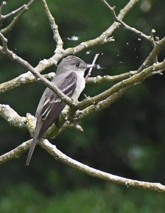 Alder/Willow Flycatcher (Traill's Flycatcher) - ML238655581