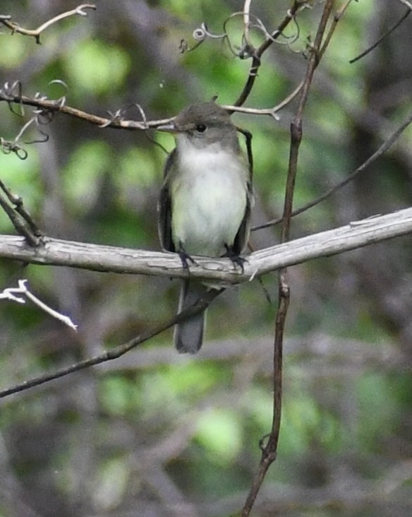 Alder/Willow Flycatcher (Traill's Flycatcher) - ML238656501