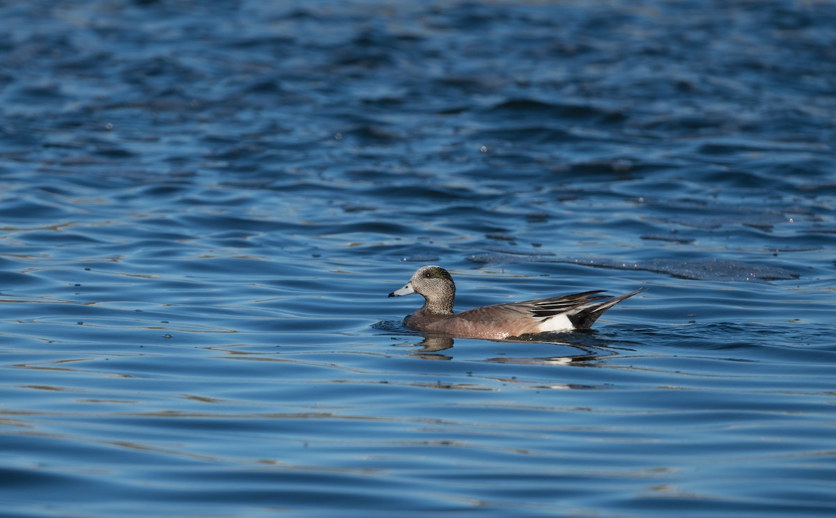 American Wigeon - ML238656711