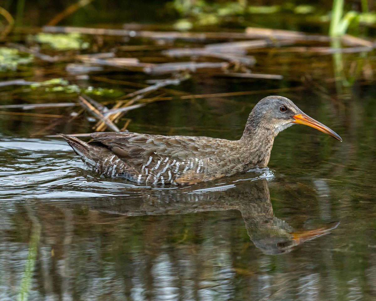 Clapper Rail - ML238656901