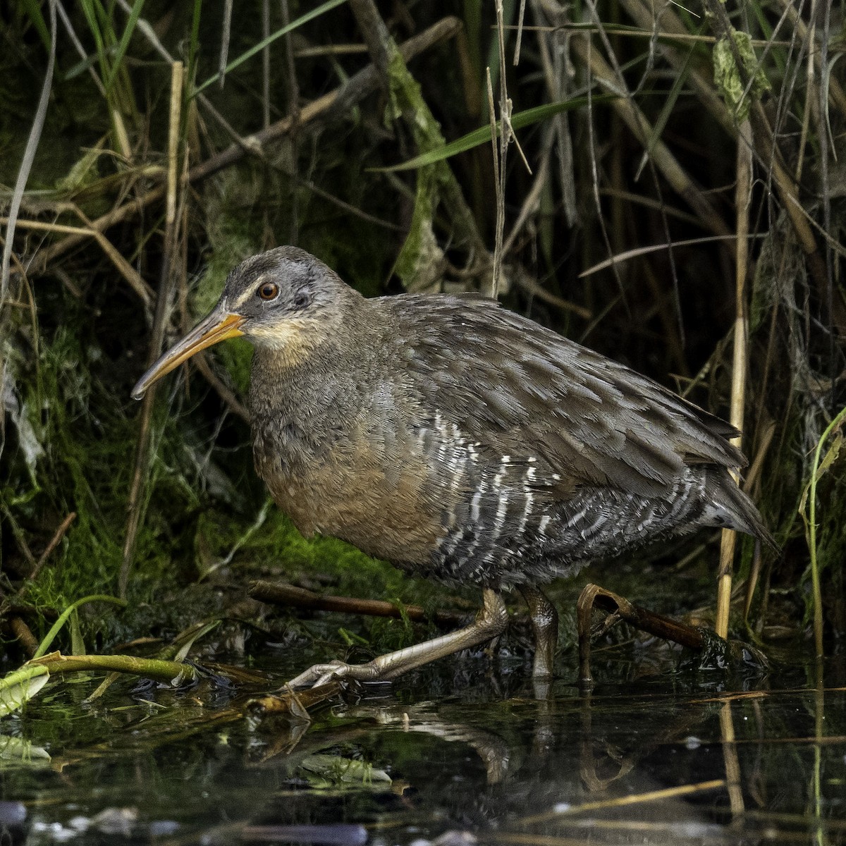 Clapper Rail - ML238656911
