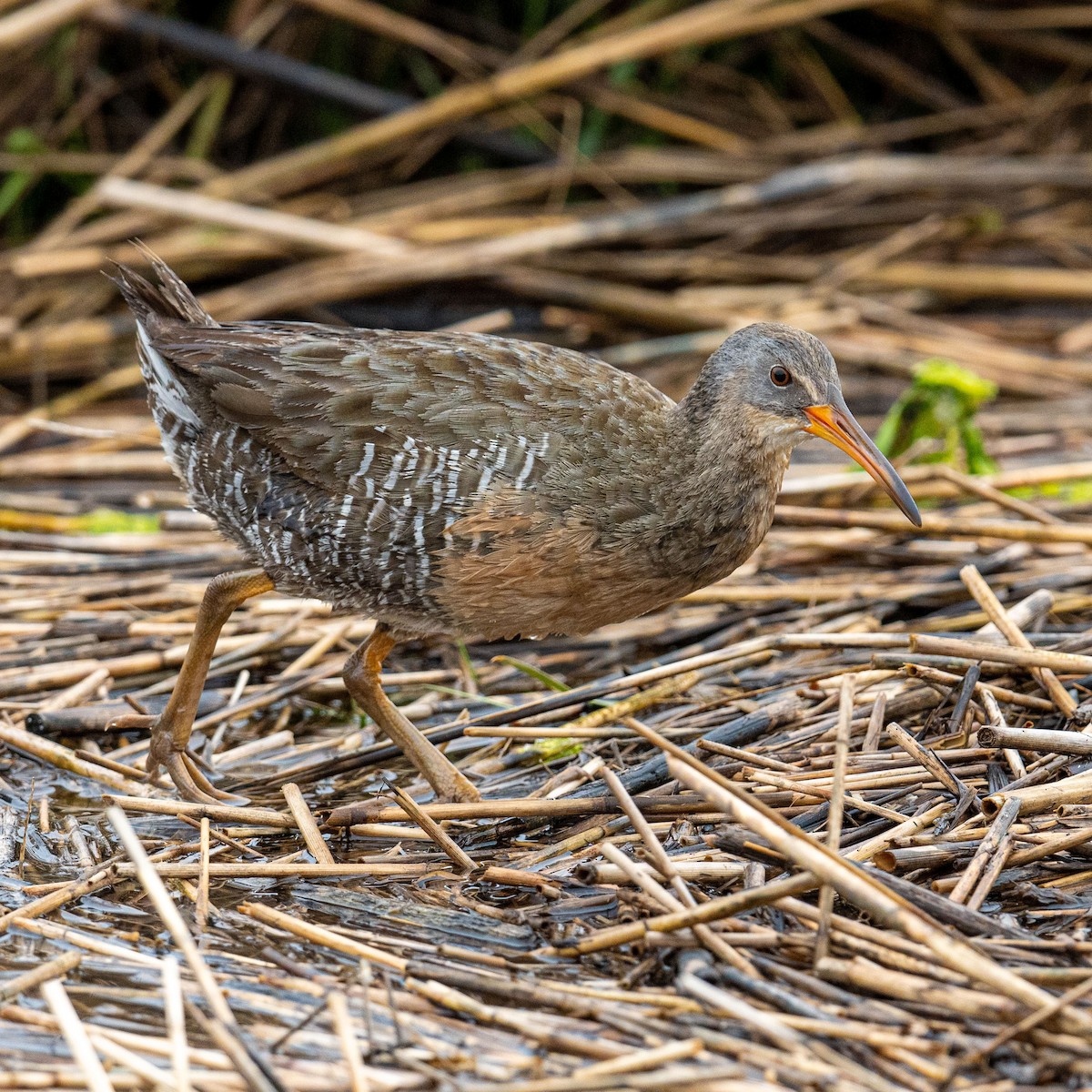 Clapper Rail - ML238656921