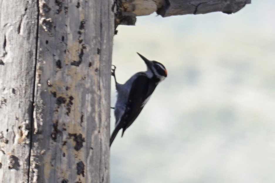 Hairy Woodpecker - ML238657181