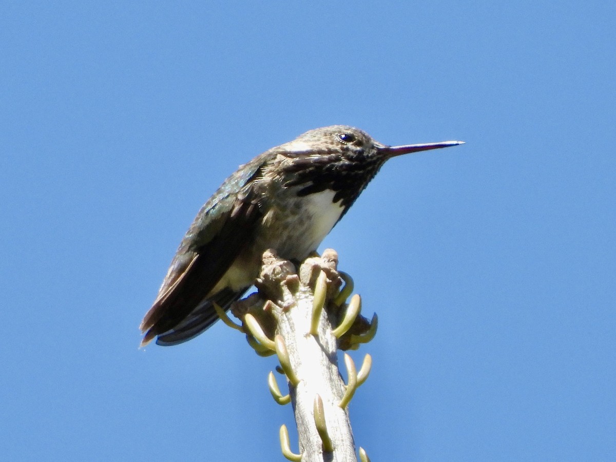 Calliope Hummingbird - ML238657271