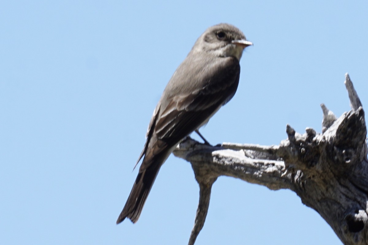 Western Wood-Pewee - ML238657501