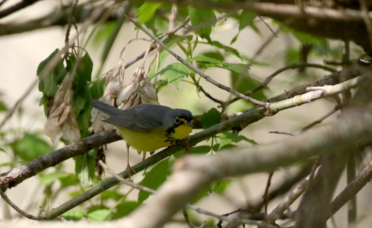 Canada Warbler - Jay McGowan