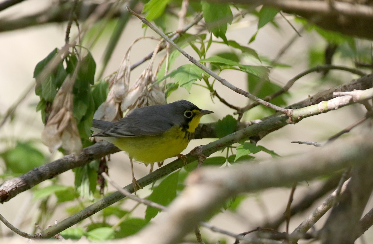 Canada Warbler - ML238657591