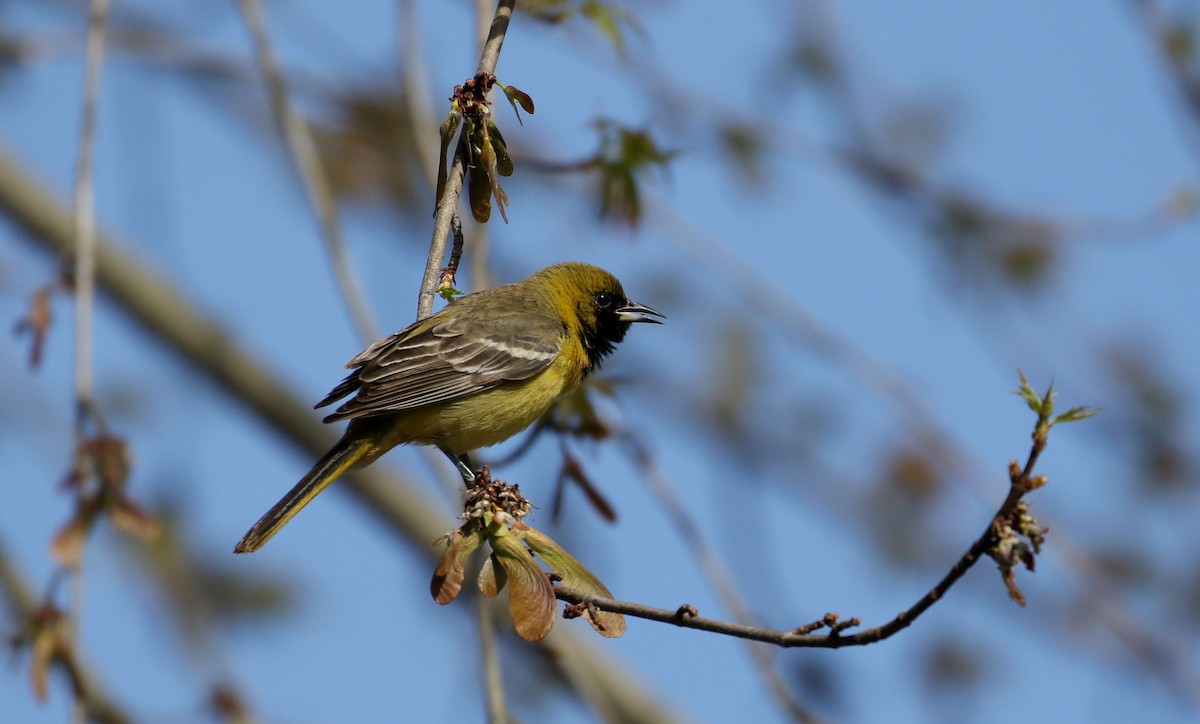 Orchard Oriole - ML238657671