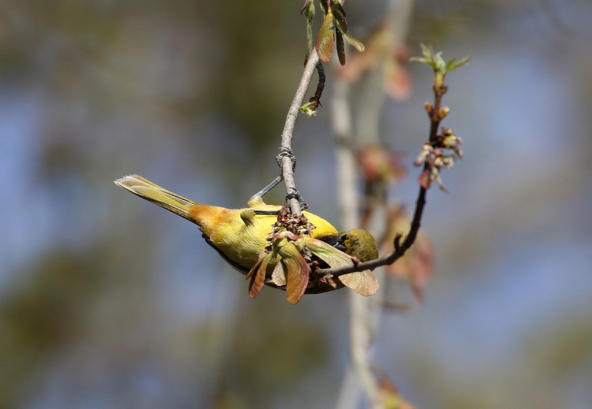 Orchard Oriole - ML238657701