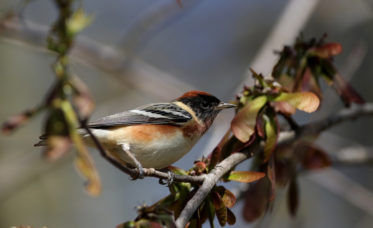 Bay-breasted Warbler - ML238657771