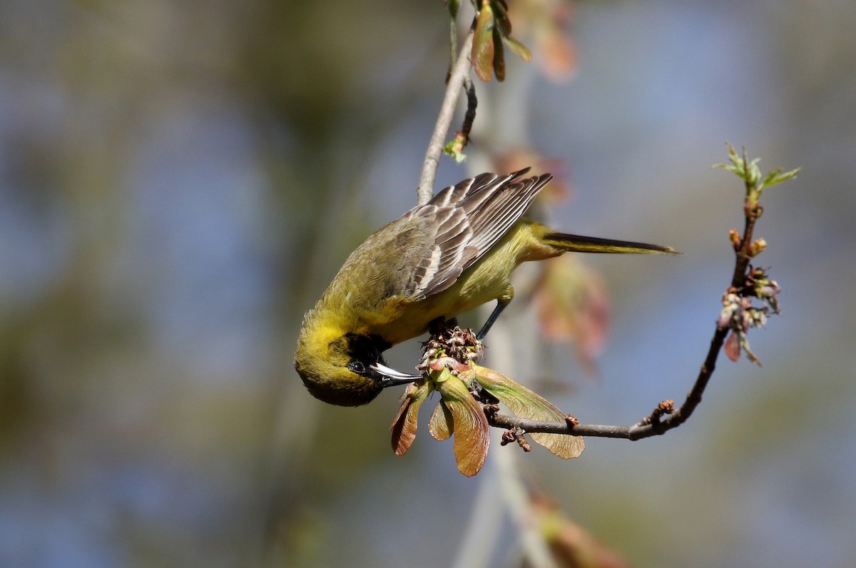 Orchard Oriole - ML238657851