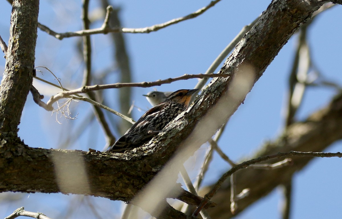 rødvingetrupial (phoeniceus gr.) - ML238657951