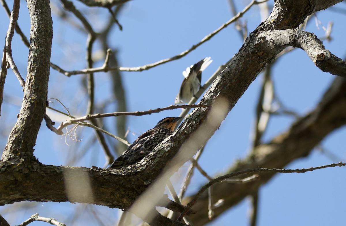 Red-winged Blackbird (Red-winged) - ML238658021