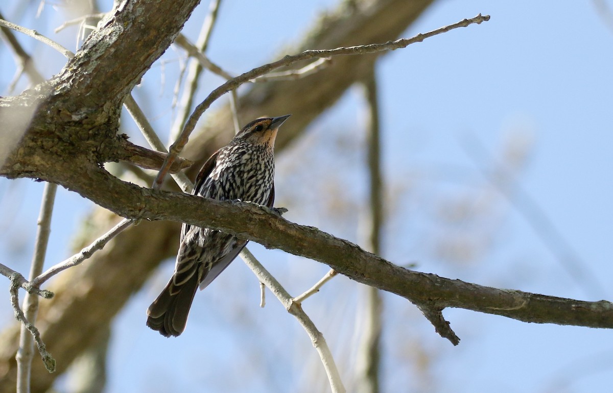 Red-winged Blackbird (Red-winged) - ML238658081