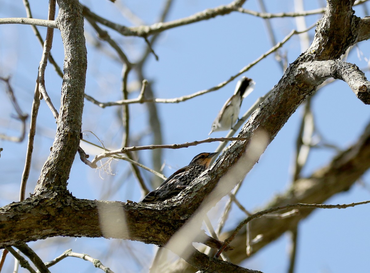 Red-winged Blackbird (Red-winged) - ML238658111