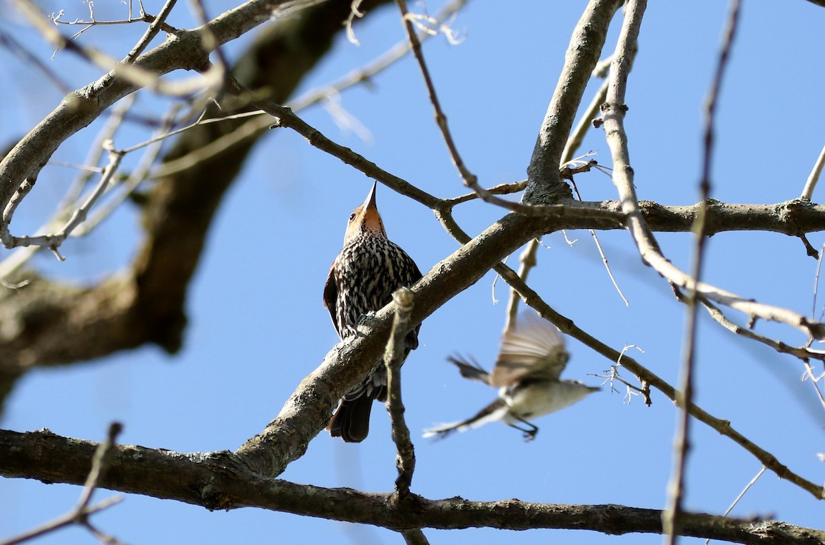 Red-winged Blackbird (Red-winged) - ML238658351