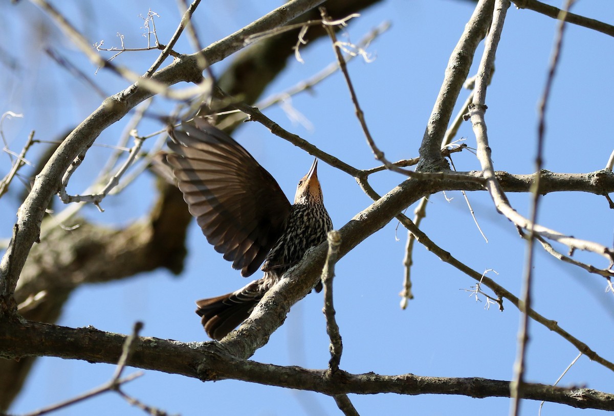 rødvingetrupial (phoeniceus gr.) - ML238658451