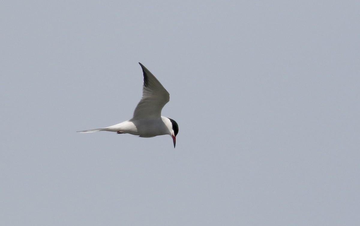 Common Tern - ML238658481