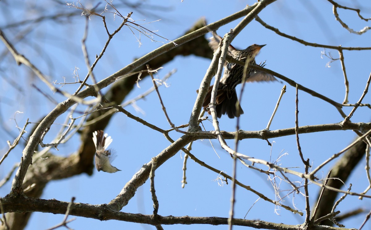 Blue-gray Gnatcatcher (caerulea) - ML238658511