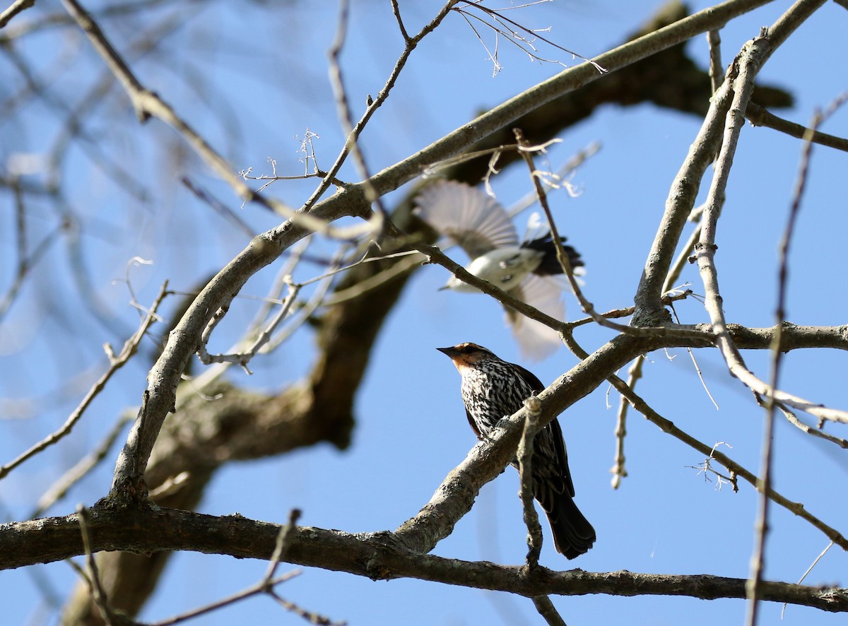 Red-winged Blackbird (Red-winged) - ML238658551