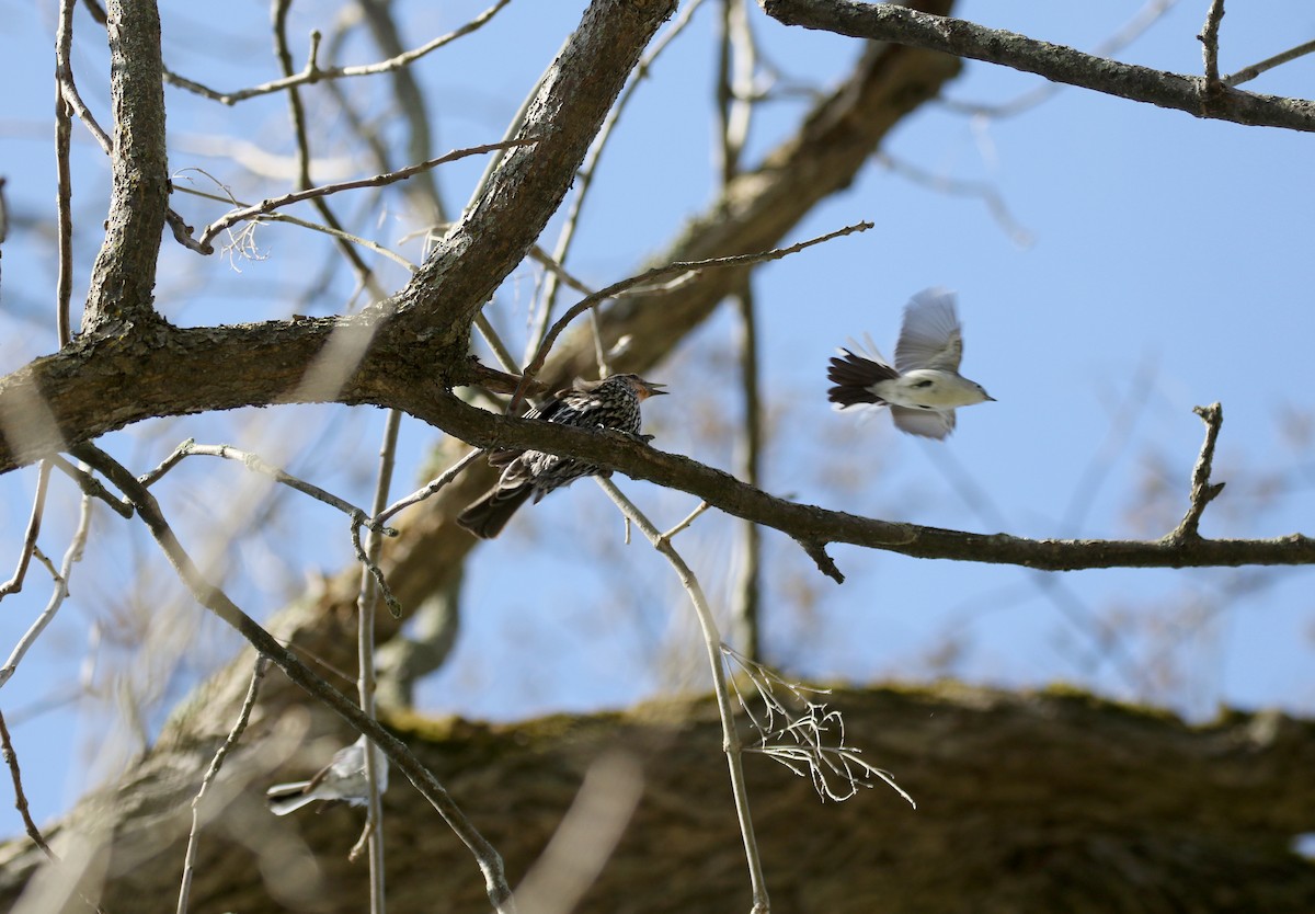 Blue-gray Gnatcatcher (caerulea) - ML238658571