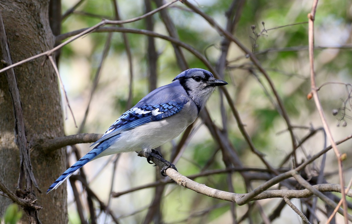 Blue Jay - Jay McGowan