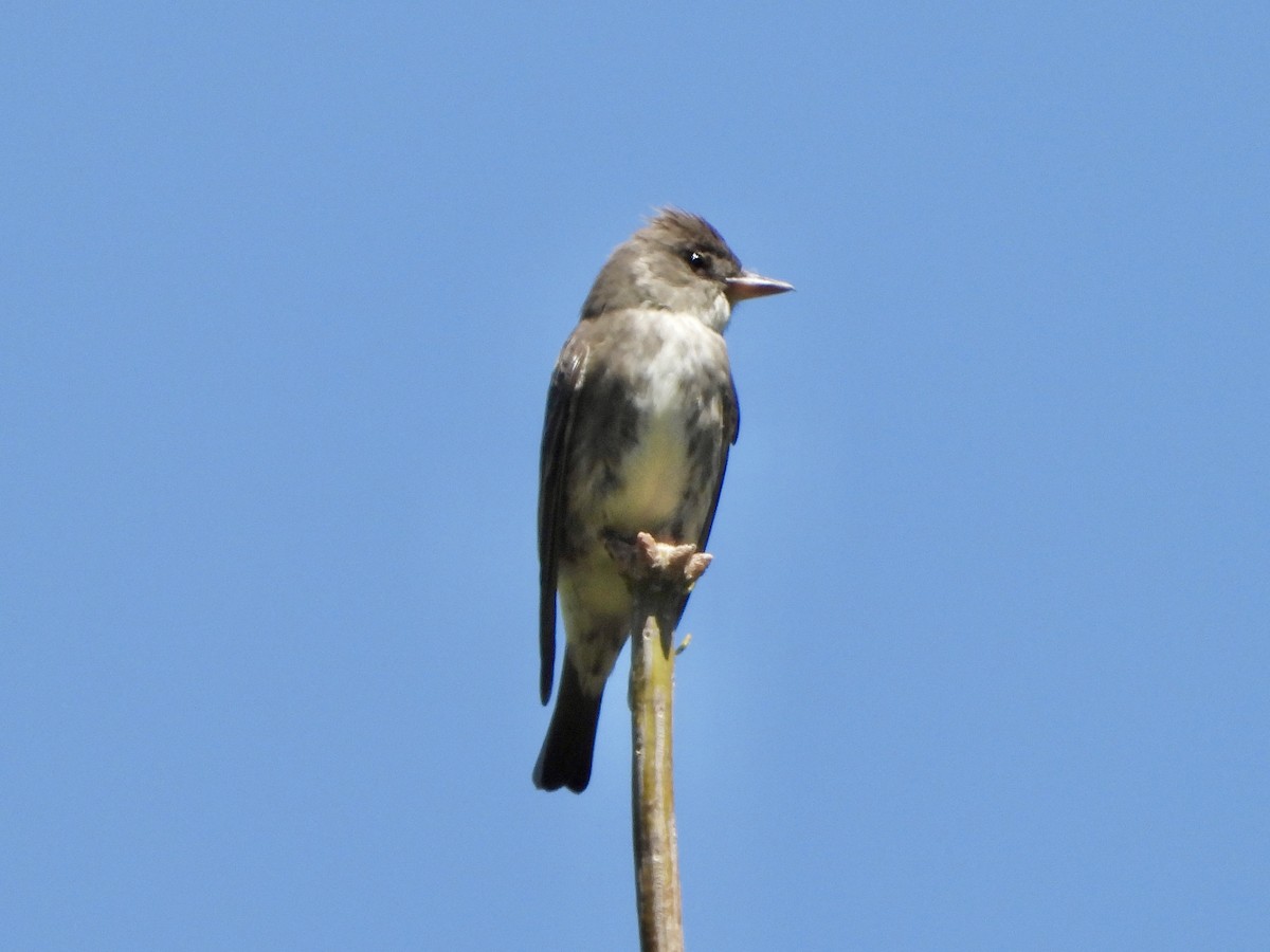 Olive-sided Flycatcher - ML238658991
