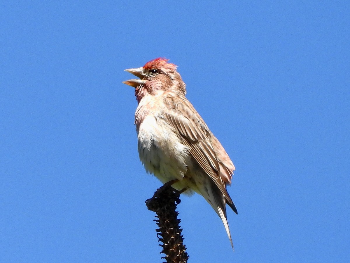 Cassin's Finch - ML238659241
