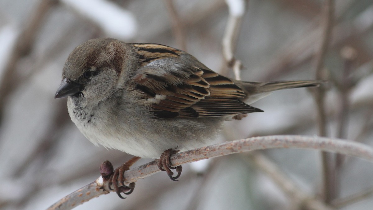 House Sparrow - Daniel Jauvin