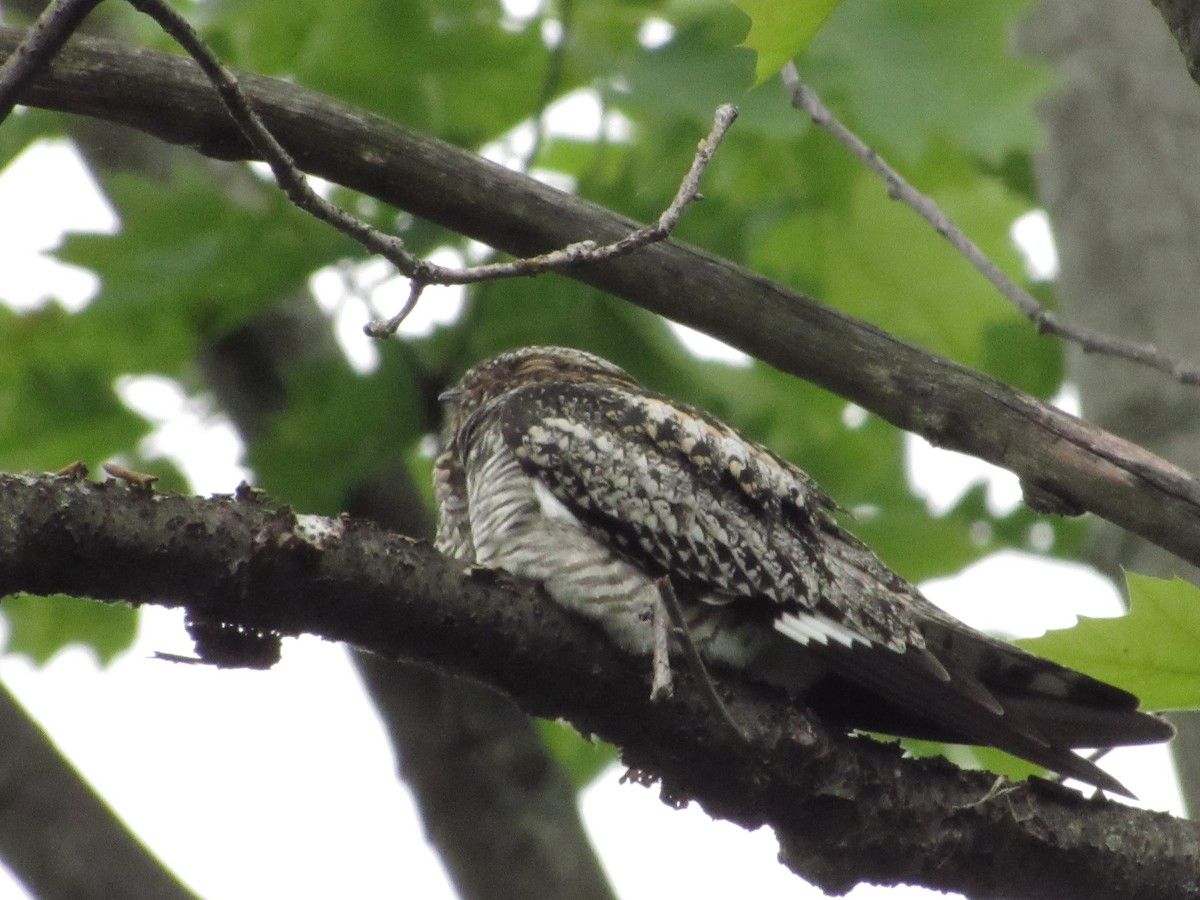 Common Nighthawk - Moed Gerveni