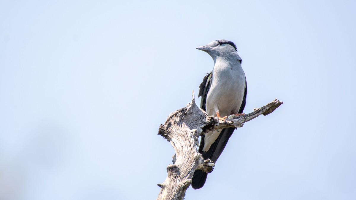 Cuckoo-roller - Jean-Sébastien Guénette