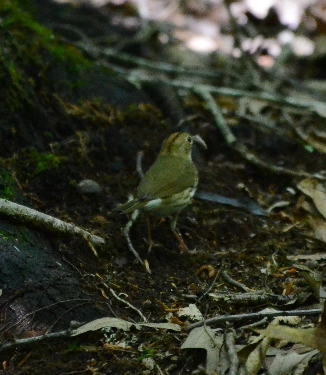 Ovenbird - Matt Wangerin