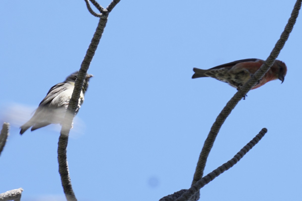 Red Crossbill - ML238667681