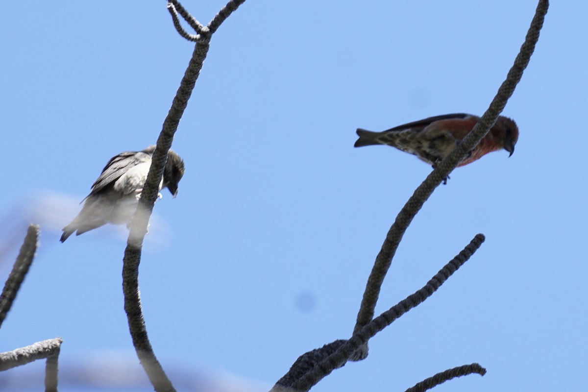 Red Crossbill - ML238667691