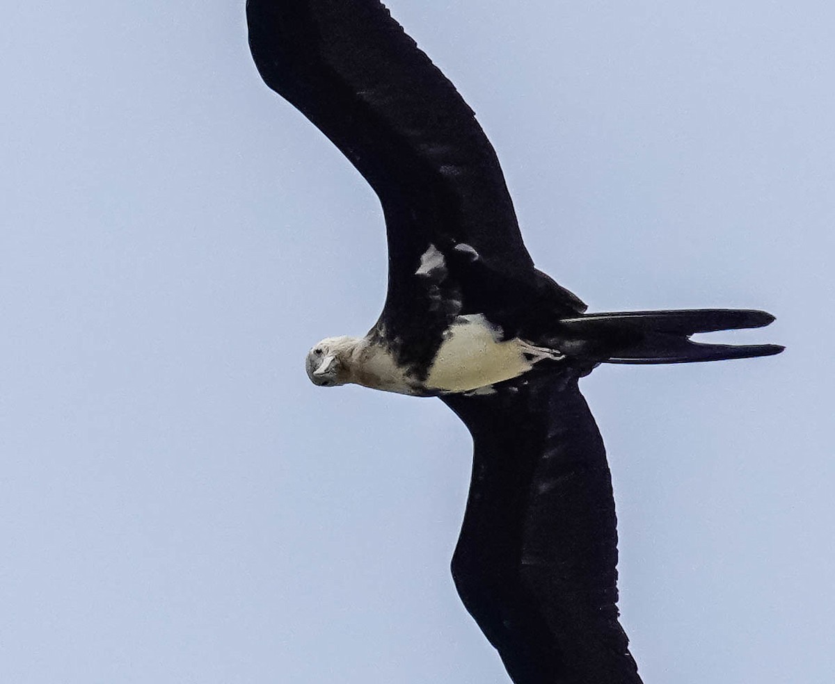 Lesser Frigatebird - ML238668551