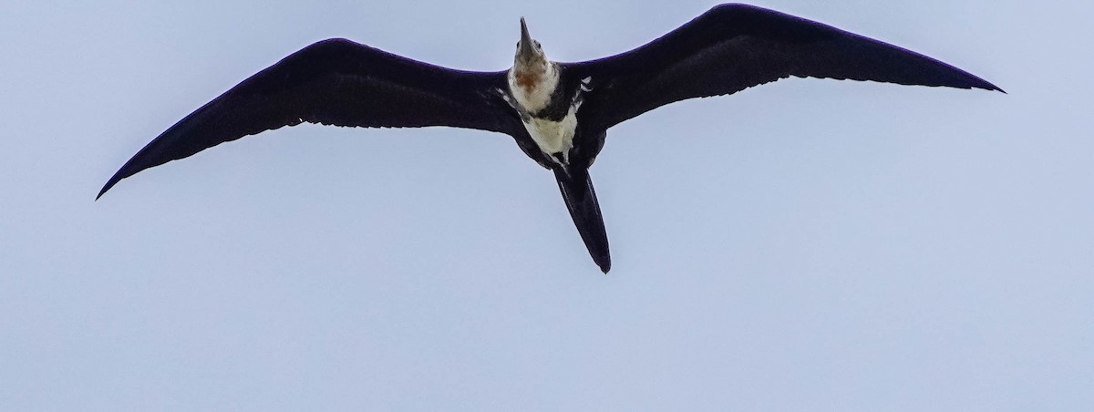 Lesser Frigatebird - ML238668561