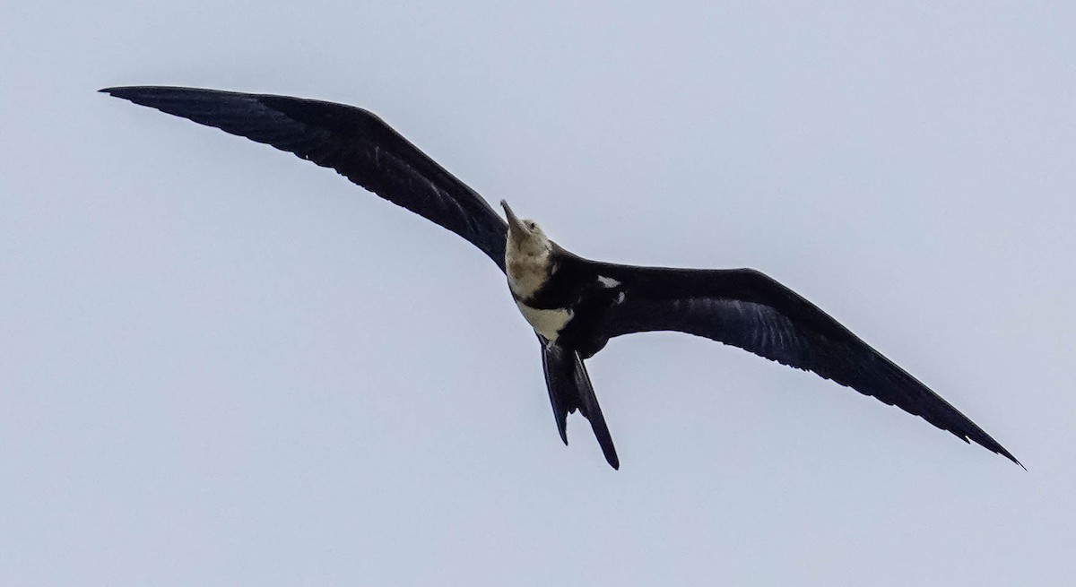 Lesser Frigatebird - ML238668581