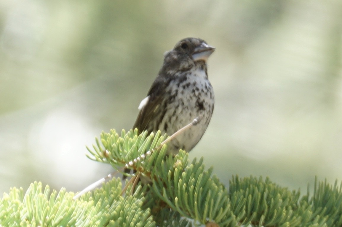 Fox Sparrow - ML238668711
