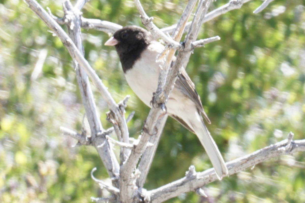 Dark-eyed Junco - ML238668951