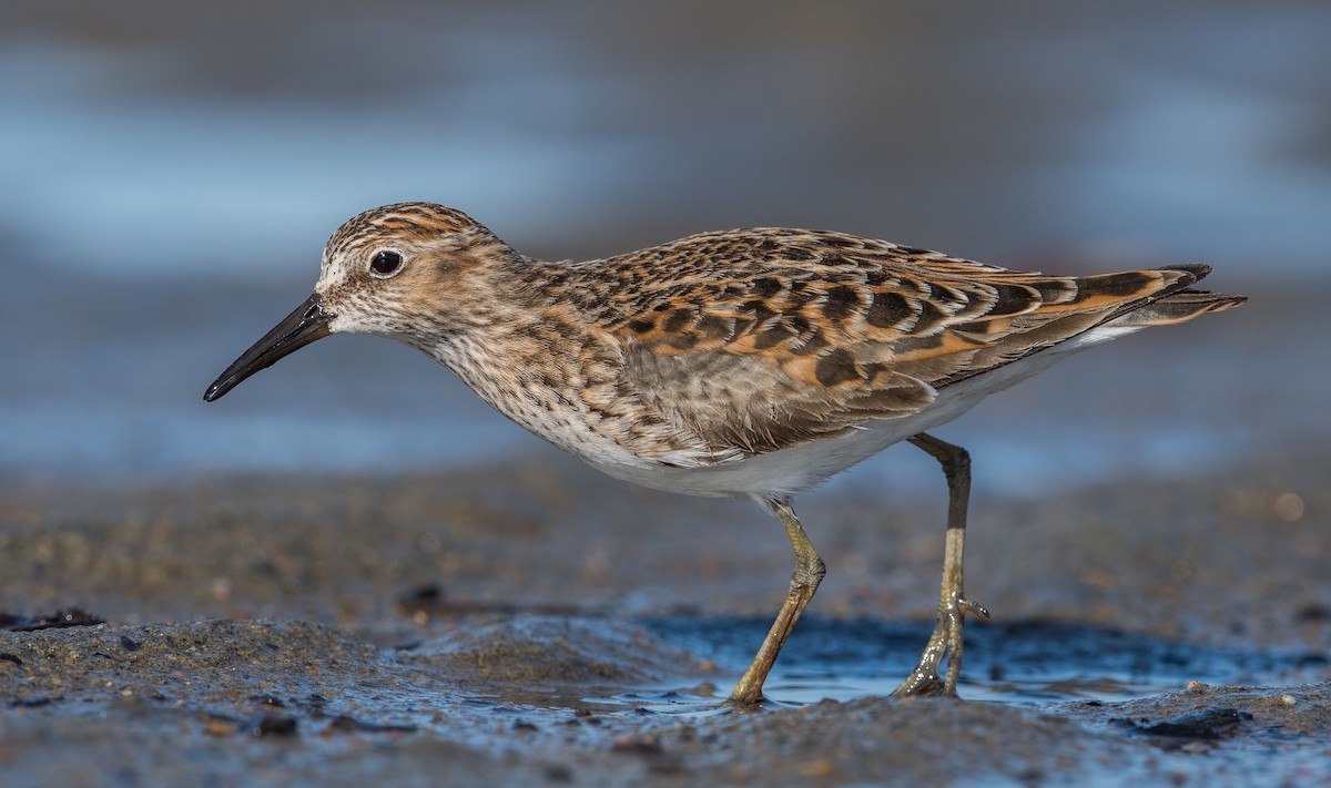Least Sandpiper - Simon Boivin