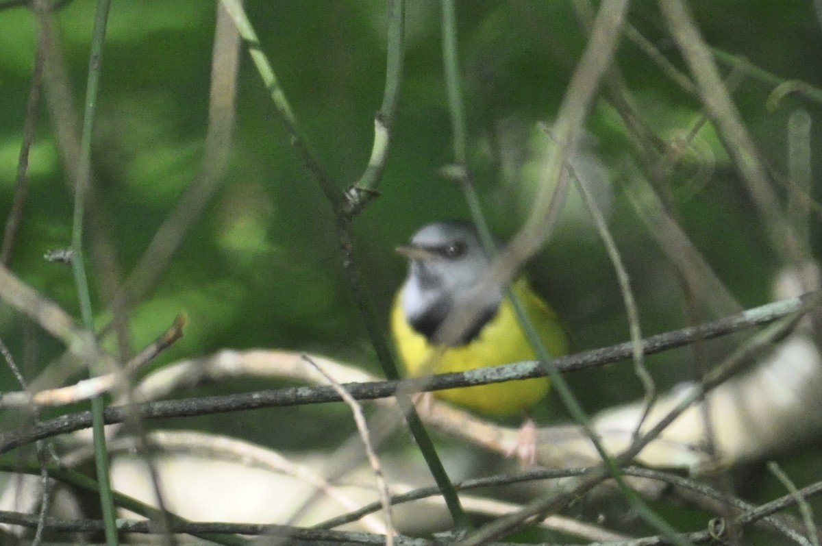 Mourning Warbler - ML238669591