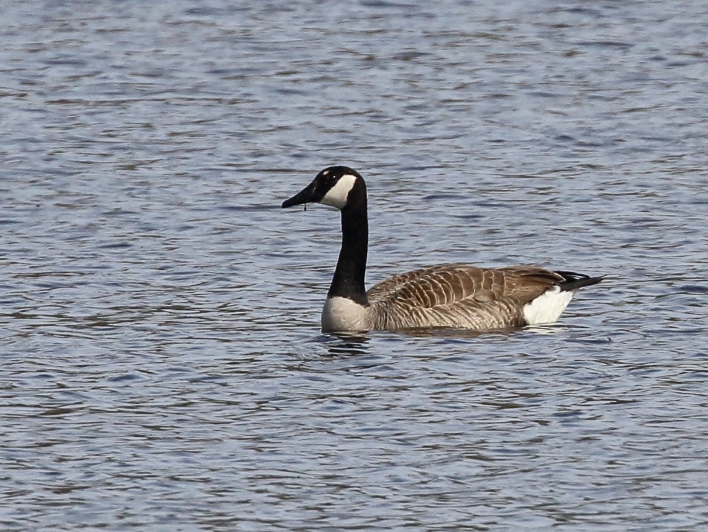 Canada Goose - ML238670421