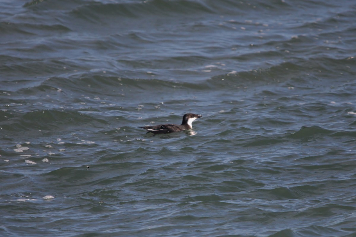 Razorbill - Mark Gallagher