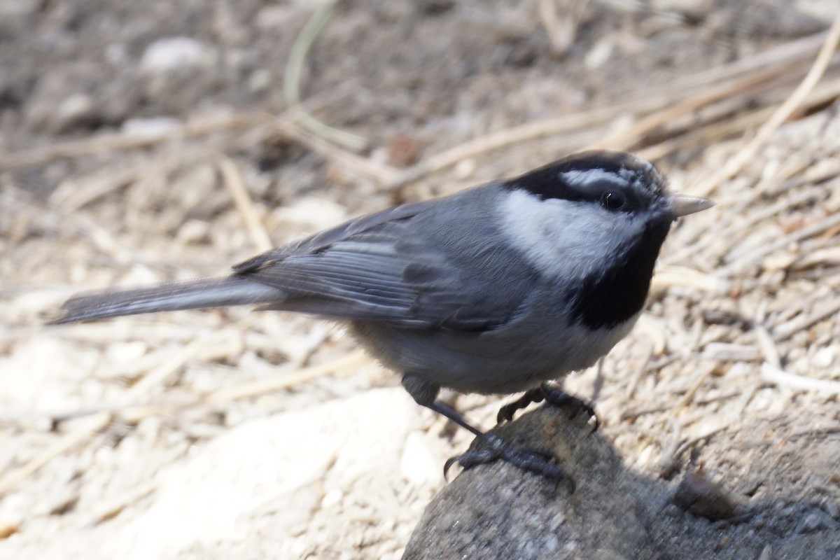 Mountain Chickadee - ML238672831