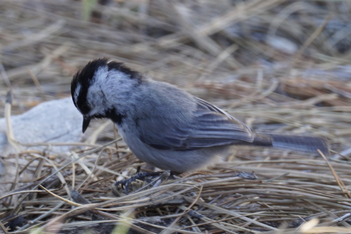 Mountain Chickadee - ML238672861