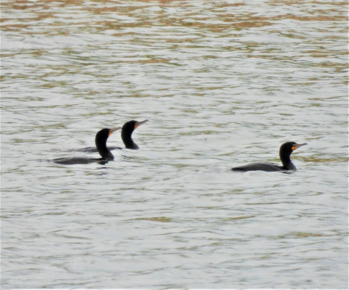 Cormoran à aigrettes - ML238672981