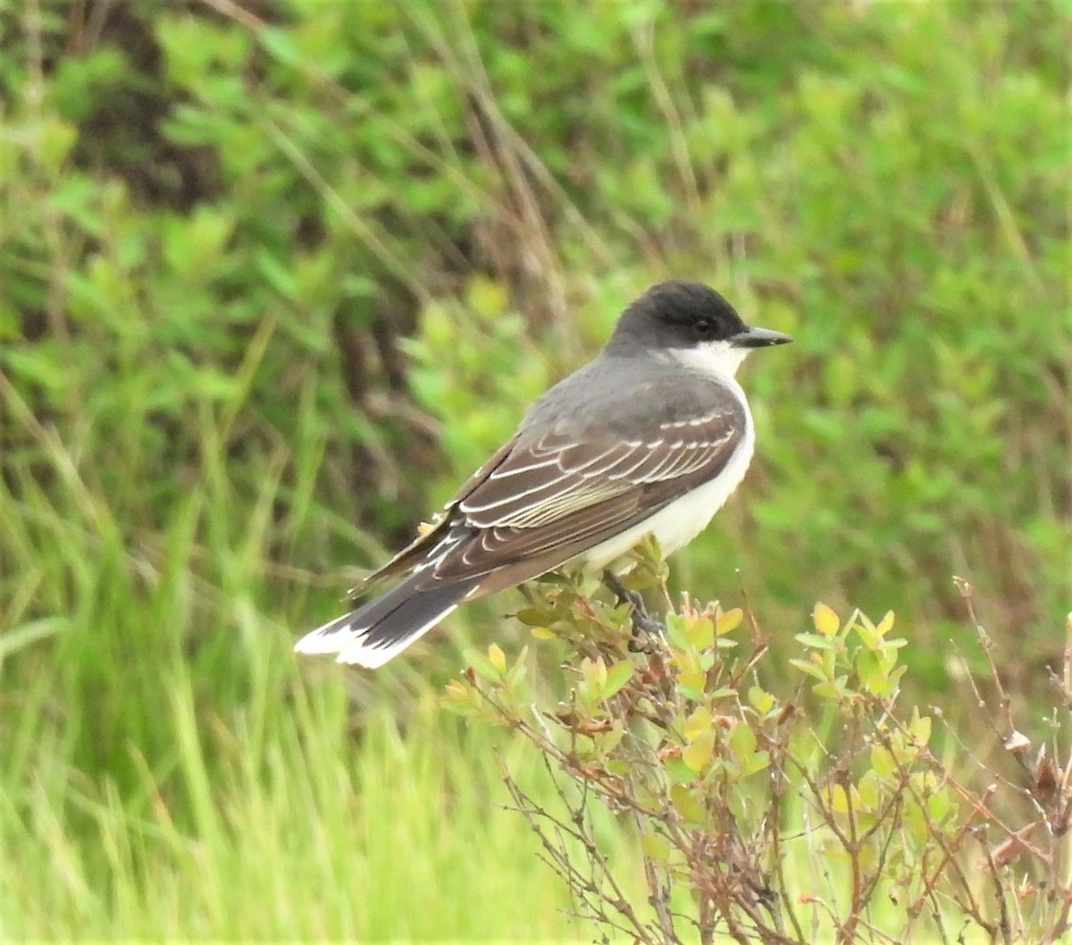 Eastern Kingbird - ML238673081