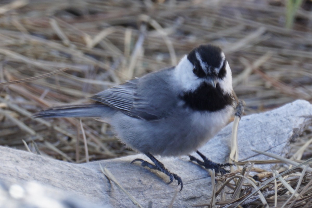 Mountain Chickadee - ML238673121