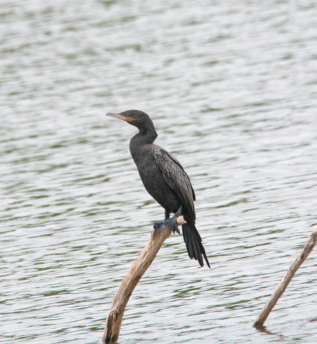 kormorán neotropický - ML238673551